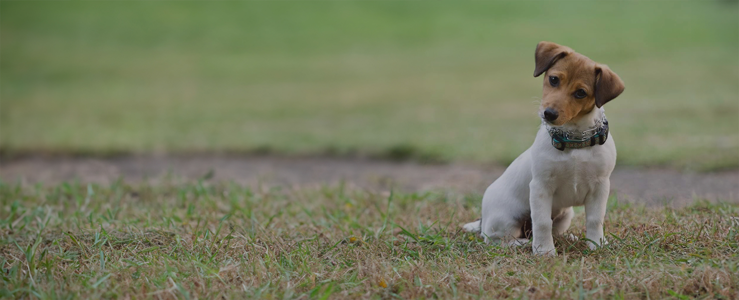 puppy